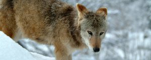 Wolfsvideo von Kärntner Almverein online