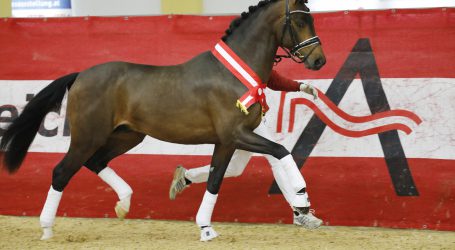 Pferdefachtagung in Aigen im Ennstal