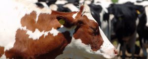 Bio-Viehwirtschaftstag zurück in Ursprung