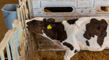 Tirol bei Kalbfleischvermarktung erfolgreich