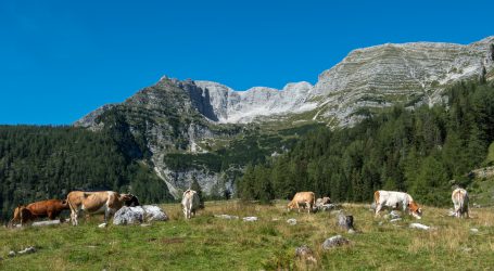 Almplätze für Rinder online finden