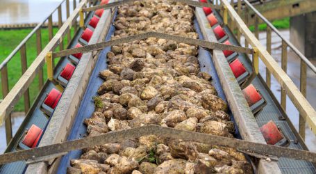 Agrana finalisiert 2021er Zuckerrübenkampagne