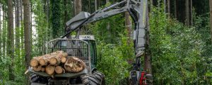 Wald der Zukunft nachhaltig nutzen
