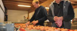 Versorgung mit Eiern gesichert, doch…