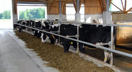 Fachtagung Berg-Milch in Gumpenstein