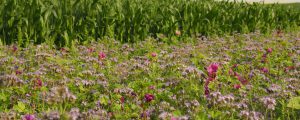 Coceral hebt Ernteprognose für 2022 an