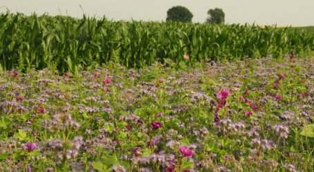 Coceral hebt Ernteprognose für 2022 an
