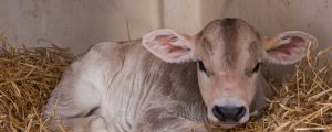 Waitz kritisiert Köstinger in Sachen Tiertransport