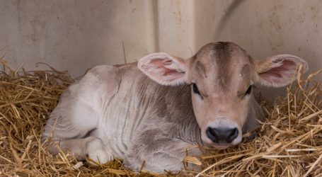 Waitz kritisiert Köstinger in Sachen Tiertransport