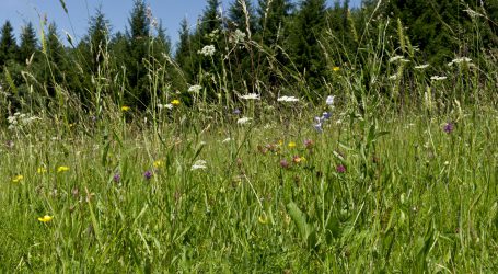 ÖKL bildet Biodiversitätsvermittler aus