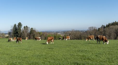 Vorbildliche heimische Milchproduktion