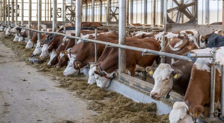 Welt-Fleckvieh-Kongress 2022 in Österreich