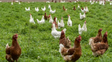 Bio bei Fleisch als höchste Kennzeichnungsstufe