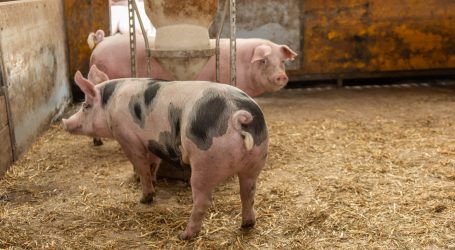 UBV fordert Tierwohlprämie