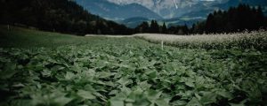 Praxisseminar des ÖKL über „inneralpinen Ackerbau“