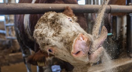 Knappes Angebot bei Schlachtrindern