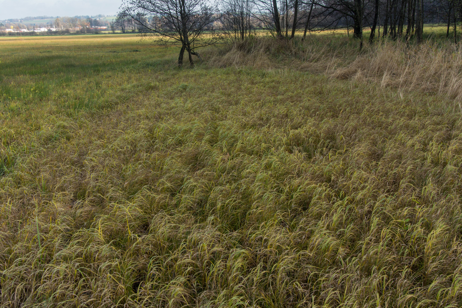 Renaturierungsgesetz Von EU-Kommission Vorgestellt - Blick Ins Land