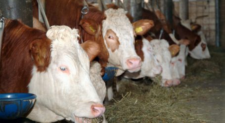 Stolz der Grünen auf Tierwohlpaket