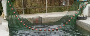 Frischer Flock für Fischereiwirtschaft
