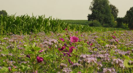 Begrünen mit Wildpflanzensaatgut