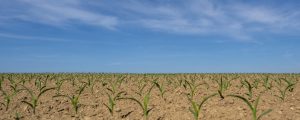 Lockerungen bei Fruchtfolge und Landschaftselementen