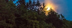 Mit Nachtsichtgeräten auf Wolfspirsch