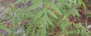 Ragweed Einhalt gebieten