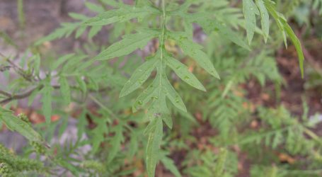 Ragweed Einhalt gebieten