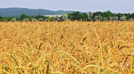 Bioanteil an Getreideernte unter zehn Prozent
