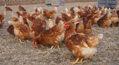 Heimische Legehennen picken Donausoja