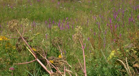 Begrünungstagung demnächst in Gumpenstein