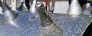 Pilzgerste im Einsatz auf Steilflächen
