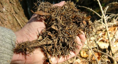 Extremwetter verändert Wald-Mikrobiom