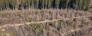 Spezialführungen in den Wald der Zukunft