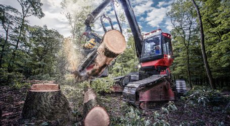 Moderne Forstwirtschaft am Leithaberg erleben