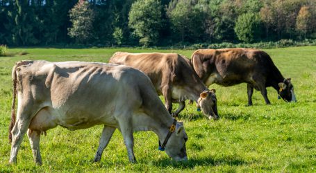 MEG Milchboard beziffert Tierwohlkosten