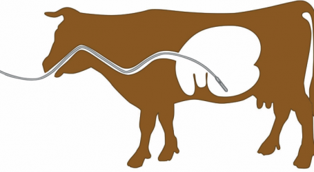 Pansensaftheber Faunus unterstütz Diagnose