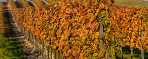 EU-Weinjahr von Extremwetter geprägt