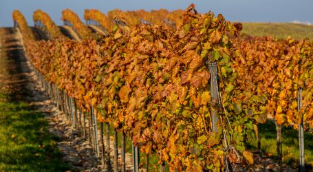 EU-Weinjahr von Extremwetter geprägt
