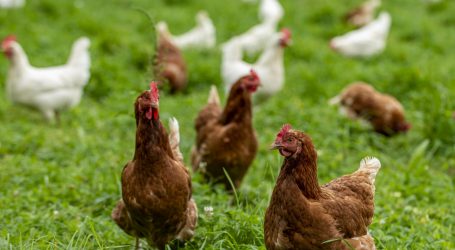 ÖBV-Via Campesina Herbsttreffen in Krems