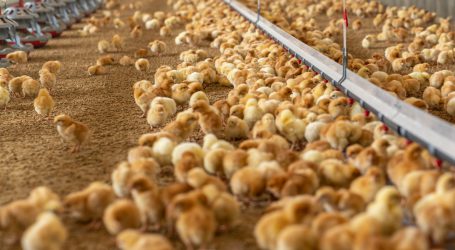 Welt-Ei-Tag am 14. Oktober