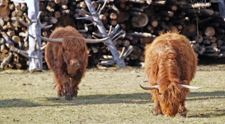 ÖKL-Merkblatt über Haltung behornter Rinder