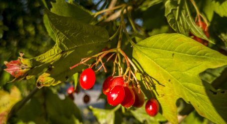 Klimafitte Vielfalt vor den Vorhang
