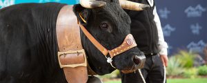Sommet de l´élevage mit 100.000 Besuchern