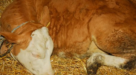 Lebensmittel nachhaltig sicherer machen