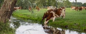 McDonald´s und die heimische Landwirtschaft