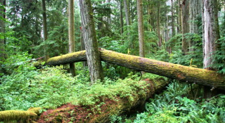 Waldfläche zu einem Drittel unter Schutz