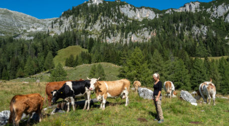 Öffnung der Habitat-Richtlinie gefährde Naturschutz