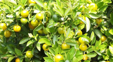 Bildungsprogramm von Arche Noah startklar