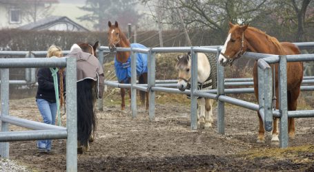 Pferde  im Wintermodus umsorgen